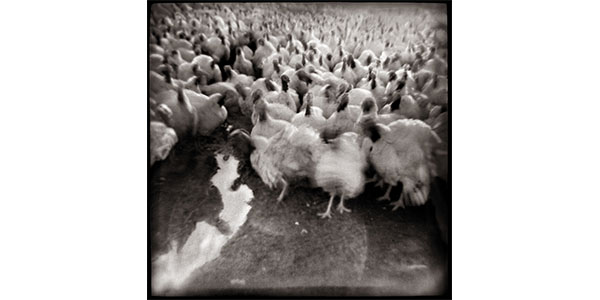 Nancy Rexroth's Turkeys Advance, blurry black and white photograph of a large group of turkeys
