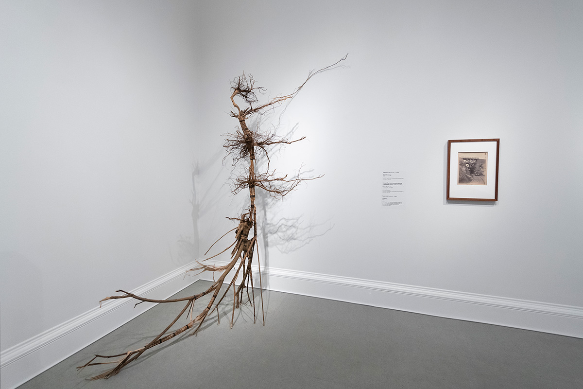 A closer look at the tall sculpture made from roots