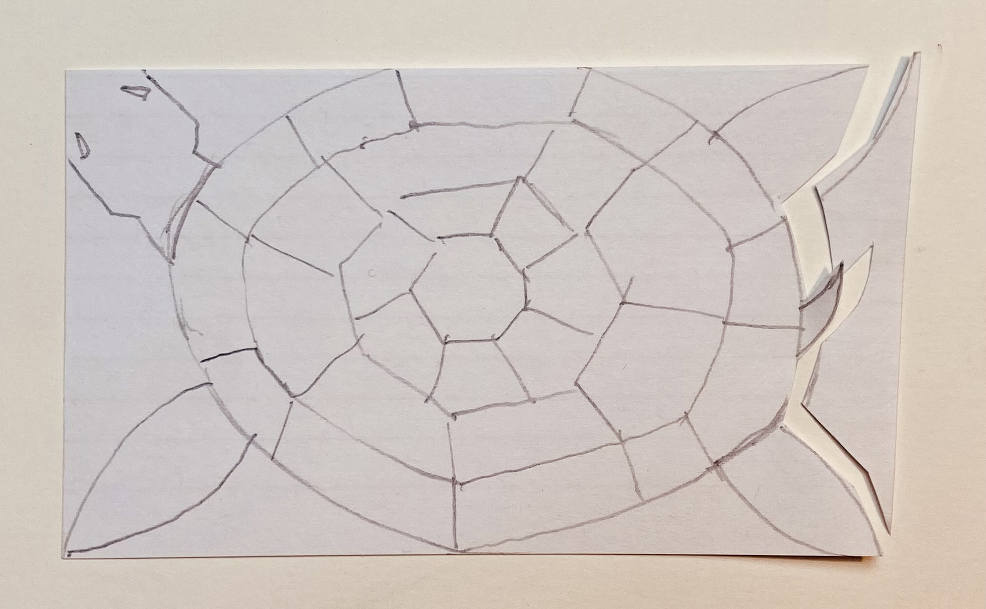 A sketch of a turtle